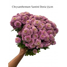 Chrysanthemum Santini Doria