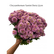 Chrysanthemum Santini Doria