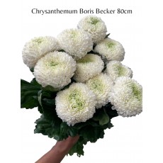 Chrysanthemum Boris Becker