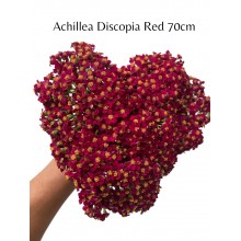Achillea Discopia Red 