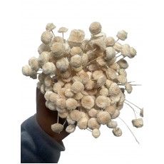 Preserved Botton Botao Bleached 