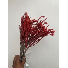 Dried Brunia - Light Red