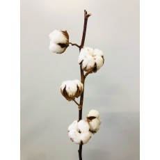 Cotton Flower (5 heads)  - Gossypium 