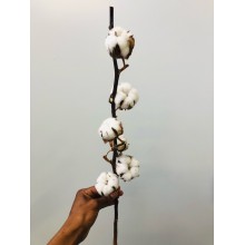 Cotton Flower (6 Heads) - Gossypium 