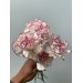 Carnation - Commedia