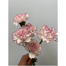 Carnation - Commedia