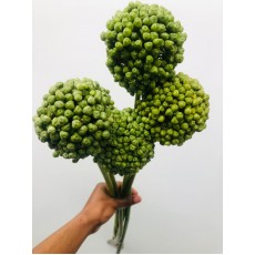 Allium - Fresh Green 80cm