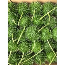 Sierfruit Cucumis Hirsutus 