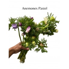 Anemone Pastel 39-45cm 