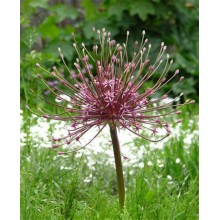 Allium - Schuberti 50cm
