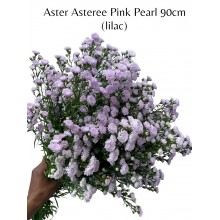 Aster Asteree Pink Pearl (lilac) 