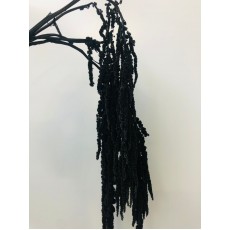 Preserved Amaranthus Ball Black