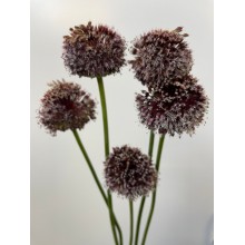 Allium - Forelock 90cm