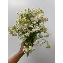 Allium - Roseum 50cm