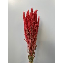 Dried Amaranthus Antique Pink Dried - Standing 