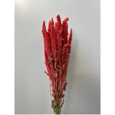 Dried Amaranthus Antique Pink Dried - Standing 