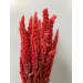 Dried Amaranthus Antique Pink Dried - Standing 