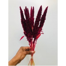 Amaranthus Antique Red - Standing 