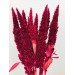 Amaranthus Antique Red - Standing 