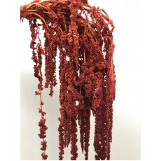Preserved Amaranthus Brown 