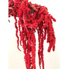 Preserved Amaranthus - Red 