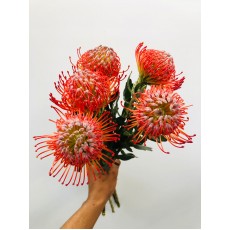 Leuco Spider flowers / Red 