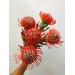 Leuco Spider flowers / Red 