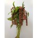 Amaranthus Coral Fountain Fresh 75cm
