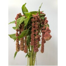 Amaranthus Coral Fountain Fresh 75cm