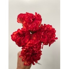 Carnation - Noble Party