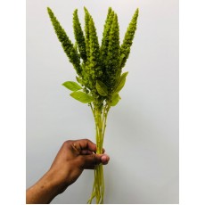 Amaranthus Antique Green - Standing 