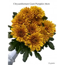Chrysanthemum Giant Pumpkin Chrysanthemum Giant Pumpkin