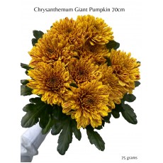 Chrysanthemum Giant Pumpkin 