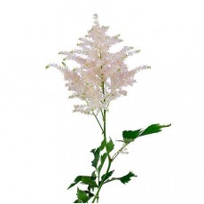 Astilbe Europa 60cm 