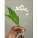 Lily of the valley