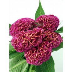 Celosia Act Rima 75cm / Pink 