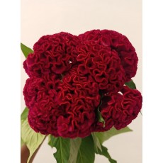 Celosia Act Dara 75cm / Burgundy 