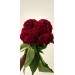 Celosia Act Dara 75cm / Burgundy 