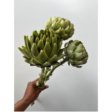 Fresh Artichoke