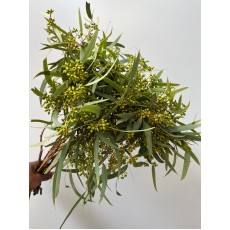 Eucalyptus exotica berry 
