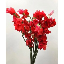 Lathyrus (Sweet Pea) Orange 