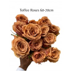 Toffee Rose 