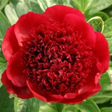 Peony - Red Charm (Seasonal) 50 - 55cm 