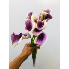 Calla - Picasso / Violet 