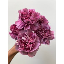 Carnation - Purple Pixie 