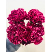 Carnation - Noble Cassis 