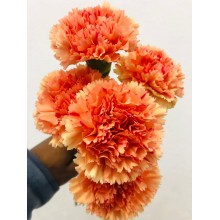 Carnation - Promoted 