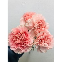 Carnation - Charlotte 