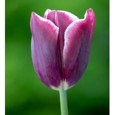 Tulip - Tiramisu / Dark purple