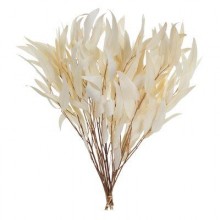 Dried Willow Eucalythus Bleached 
